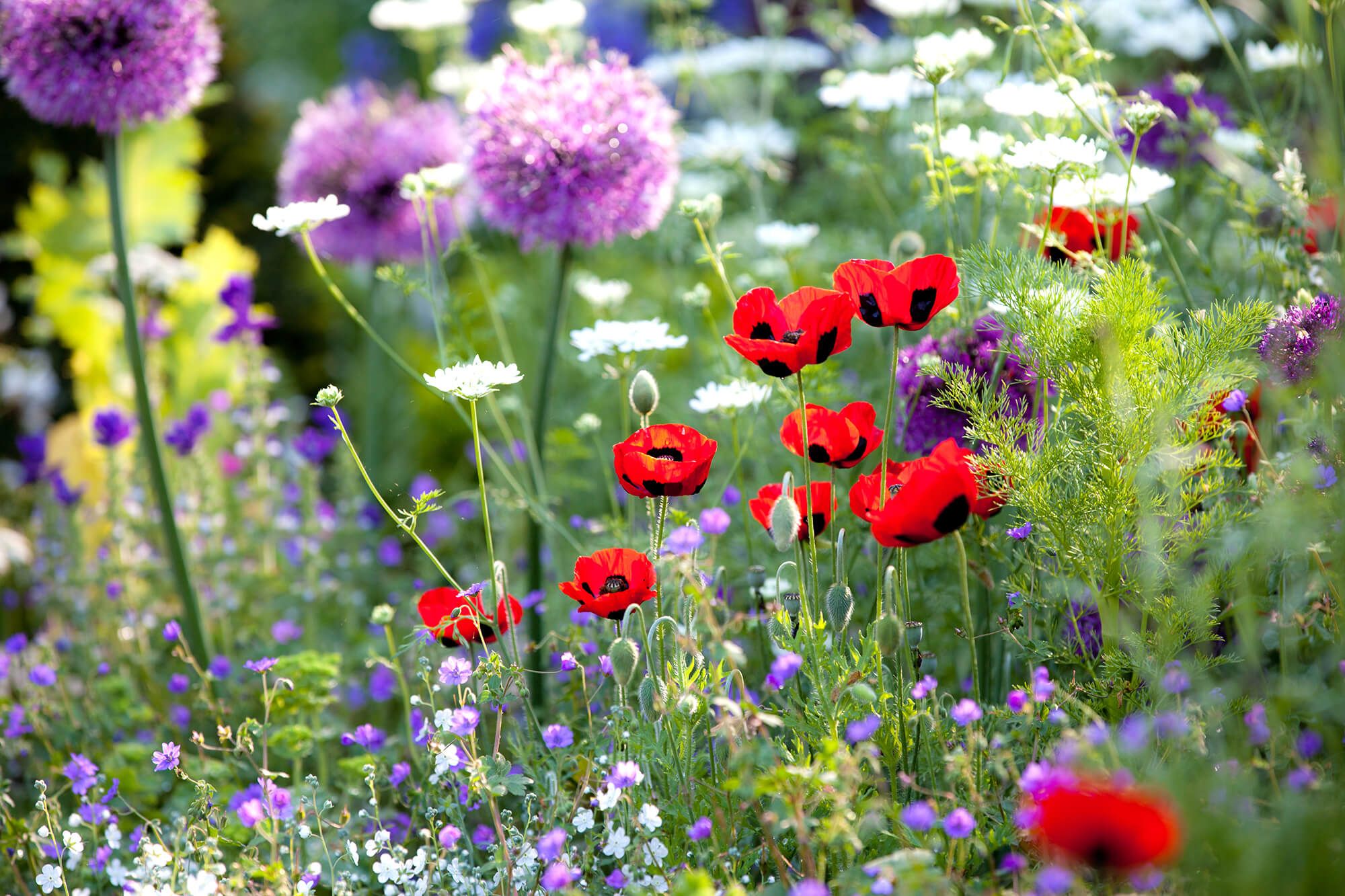 Blumenwiese mit lila Blüten und rotem Mohn